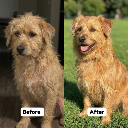 PETVITA™ Triple Collagen