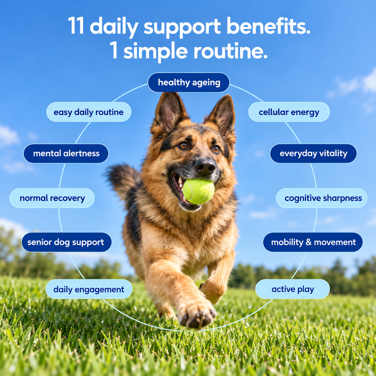 Vytal Paws — NAD+ Healthy-Ageing Support